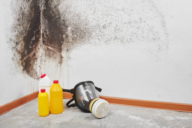 Best Black Mold Removal  in Littlefield, TX