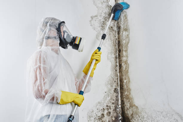 Home Mold Removal in Littlefield, TX