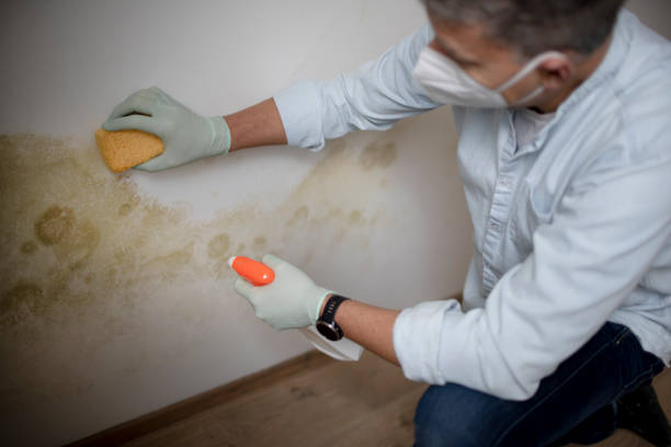 Best Same-Day Mold Removal  in Littlefield, TX