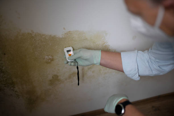 Best Mold Damage Repair  in Littlefield, TX