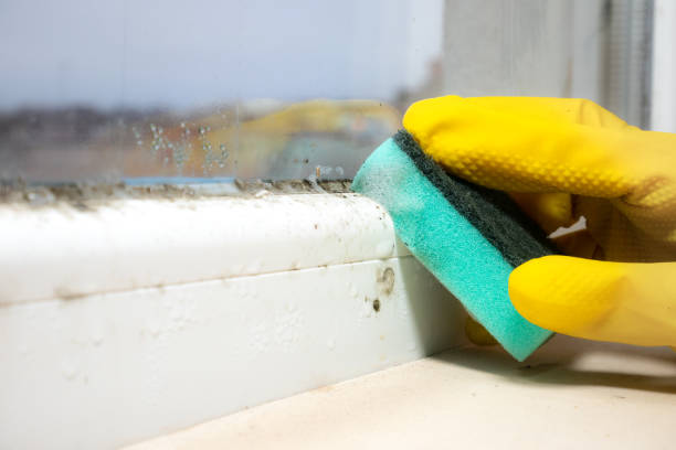 Mold Removal and Inspection in Littlefield, TX