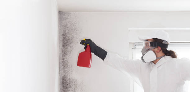 Best Mold Testing  in Littlefield, TX