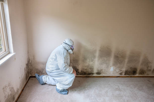 Best Professional Mold Removal  in Littlefield, TX