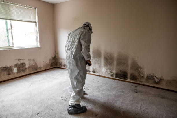 Crawl Space Mold Removal in Littlefield, TX