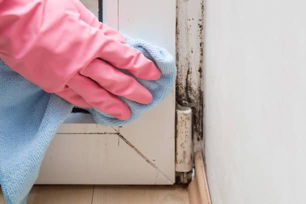 Best Local Mold Removal Service  in Littlefield, TX