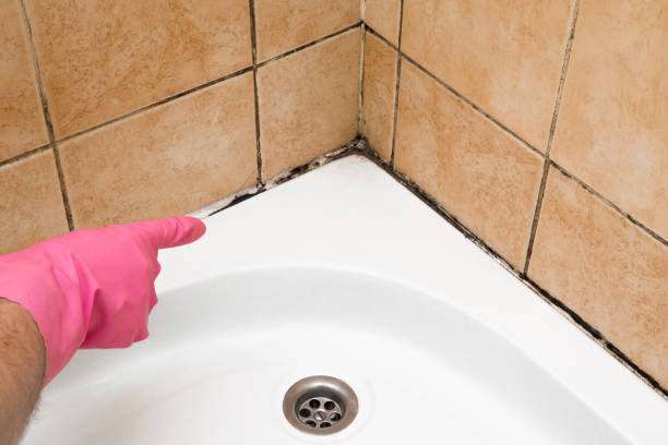 Best Home Mold Removal  in Littlefield, TX